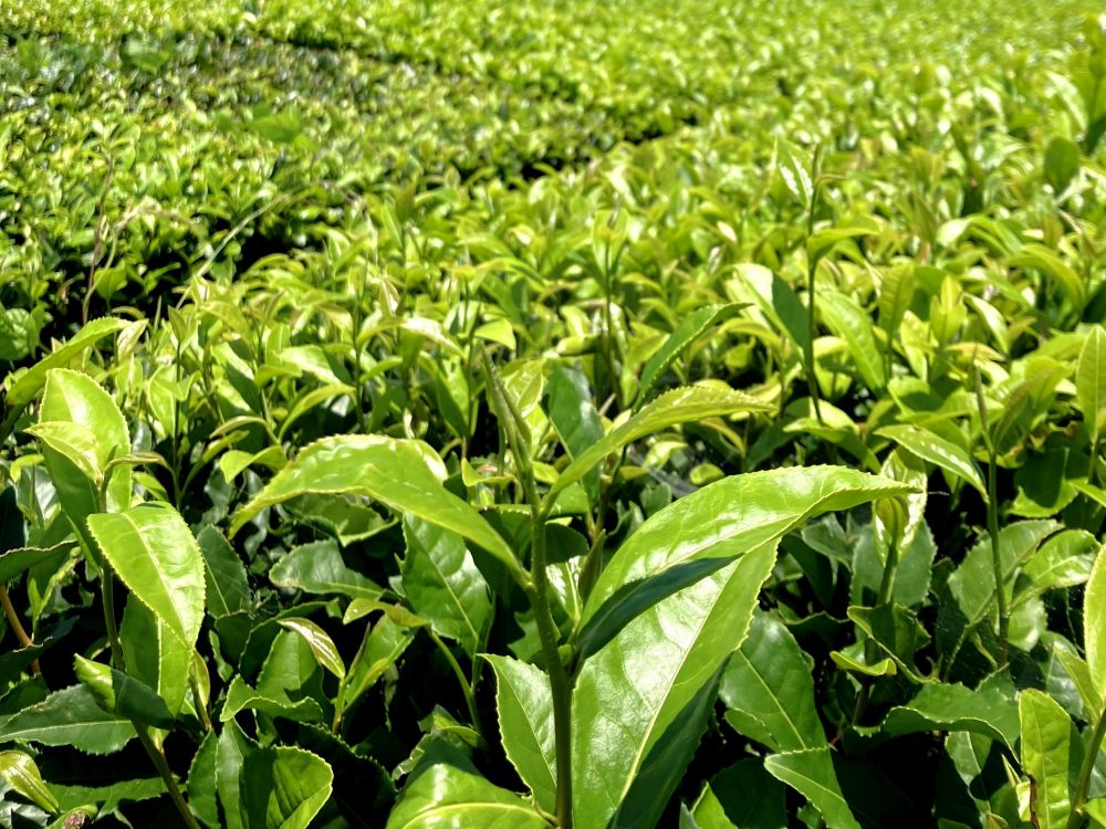 茶